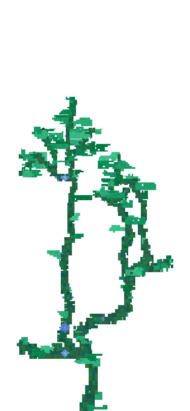 Tree1 Image